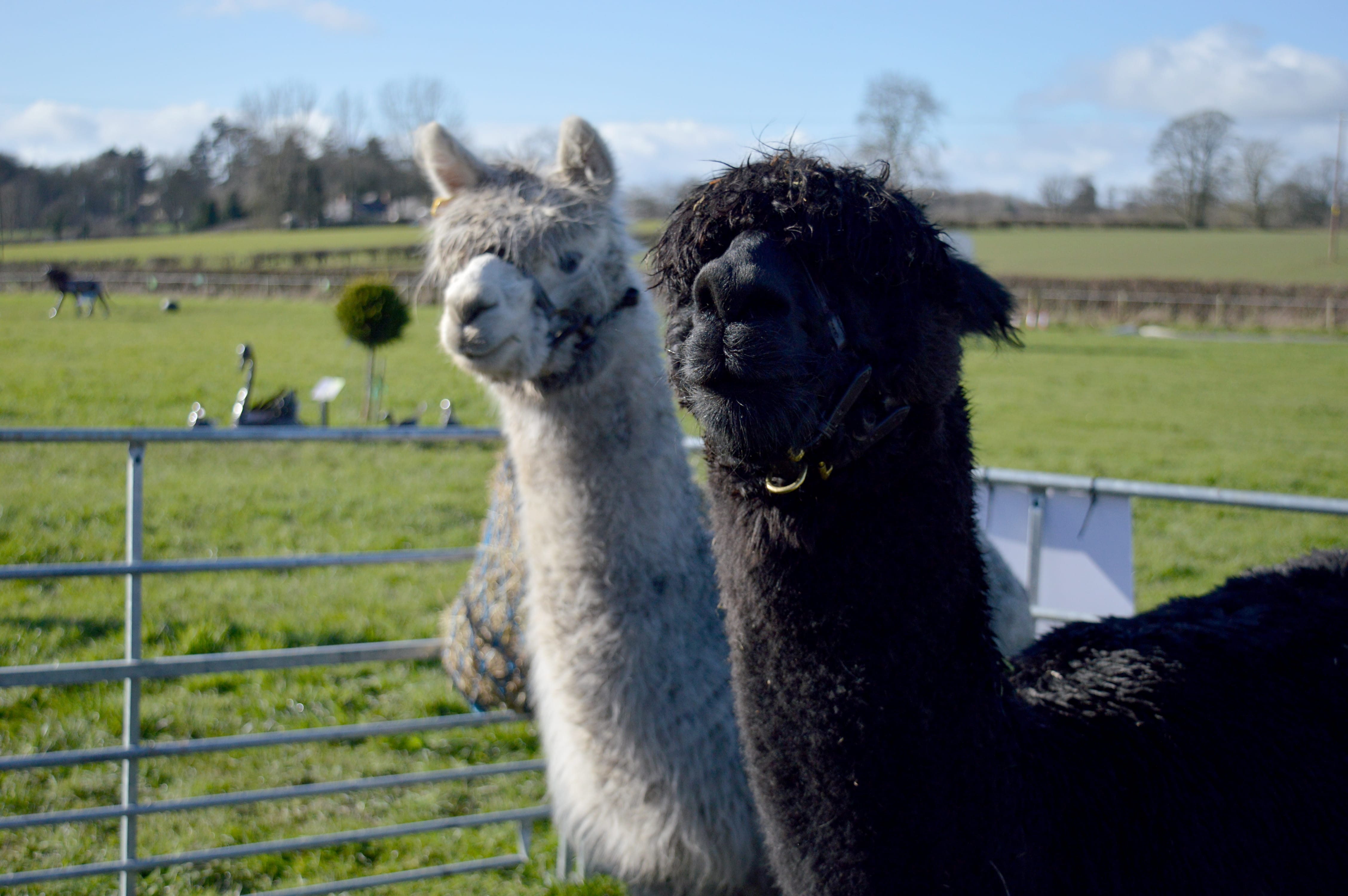 Mulberry Alpacas at the Ironworks