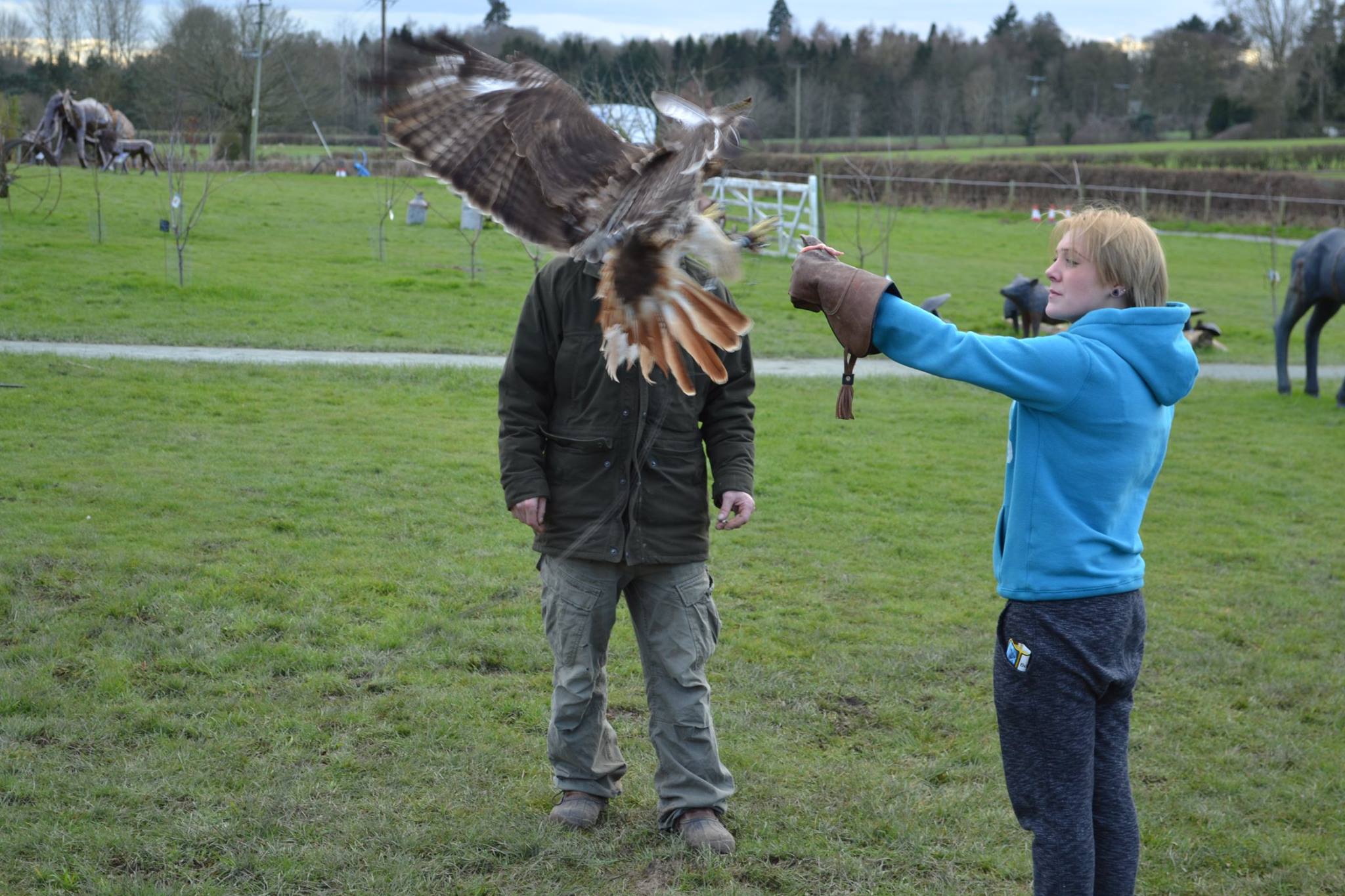 Work experience at Forge Falconry