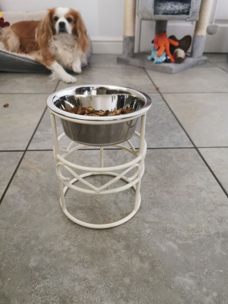 Medium Scrolled Cream Raised Dog Bowl