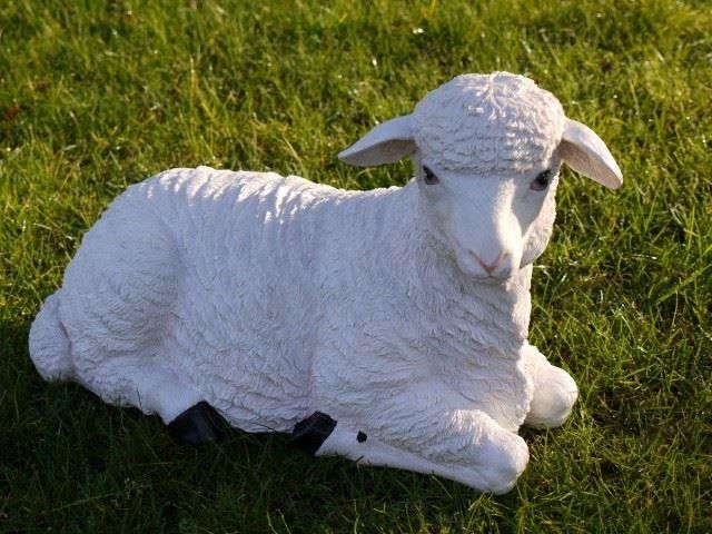 Laying Down Sheep