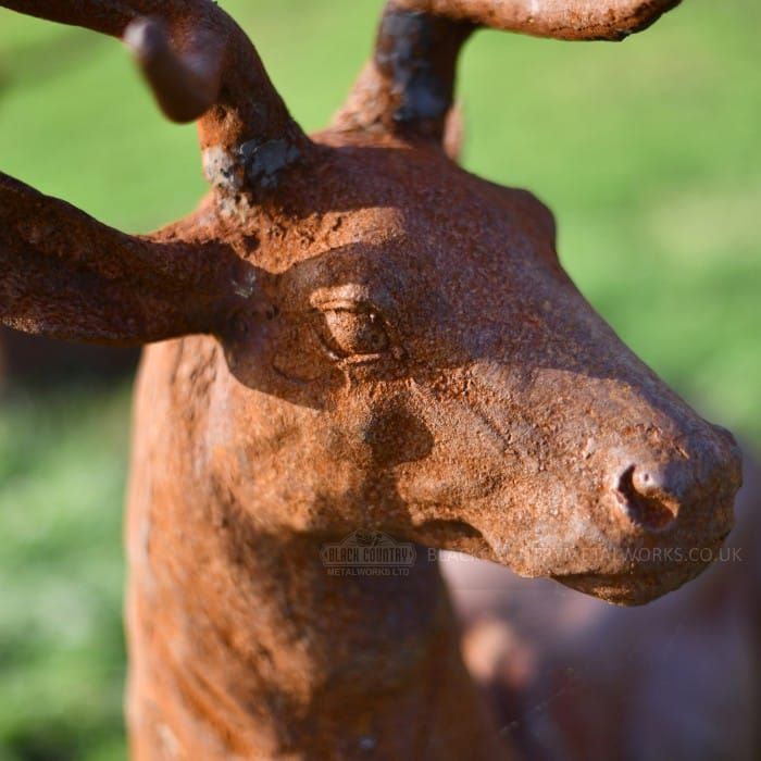 Close-up of the Head of the “Elkin” Stag 