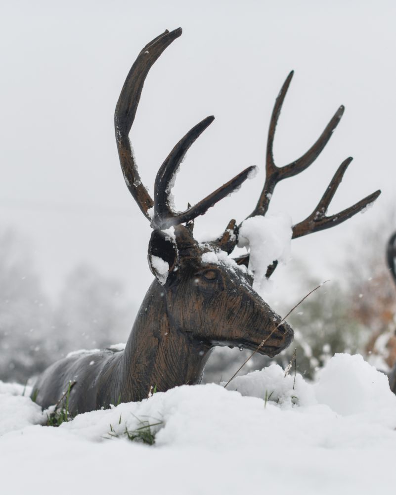 Baldor In The Snow