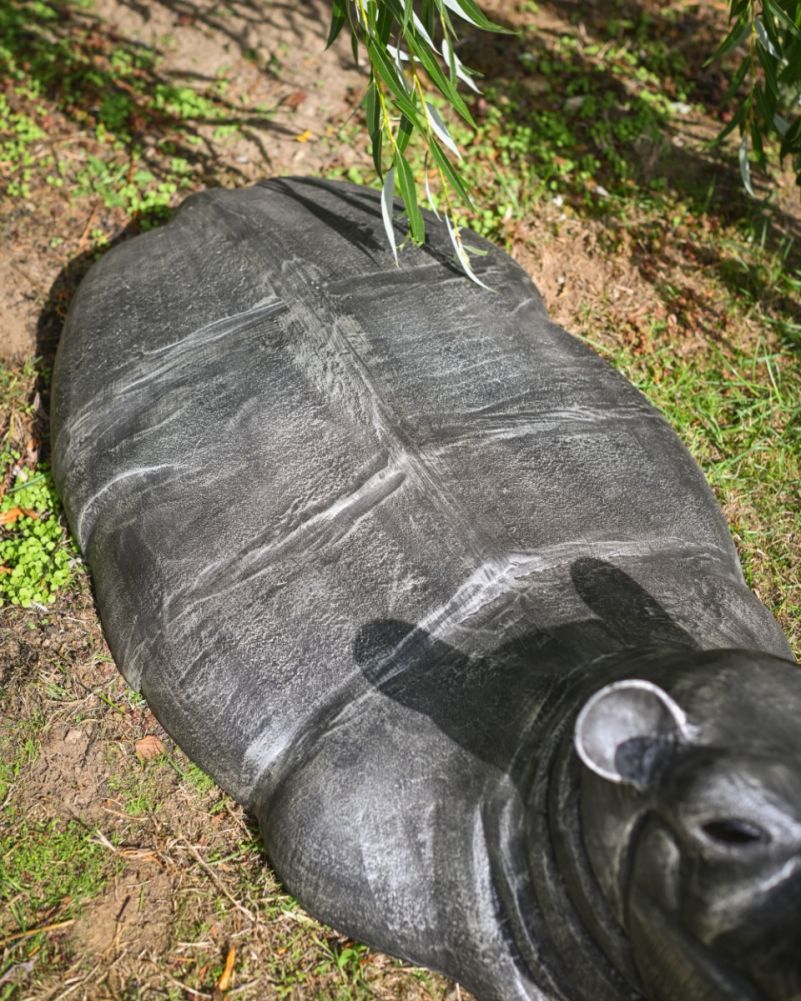big open mouth hippo pond side