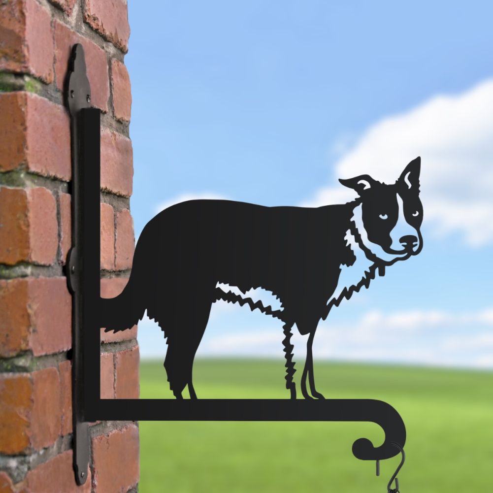Border Collie Hanging Basket Bracket In A Blue Sky Setting
