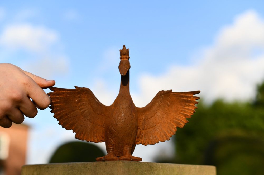 close up of goose face and front