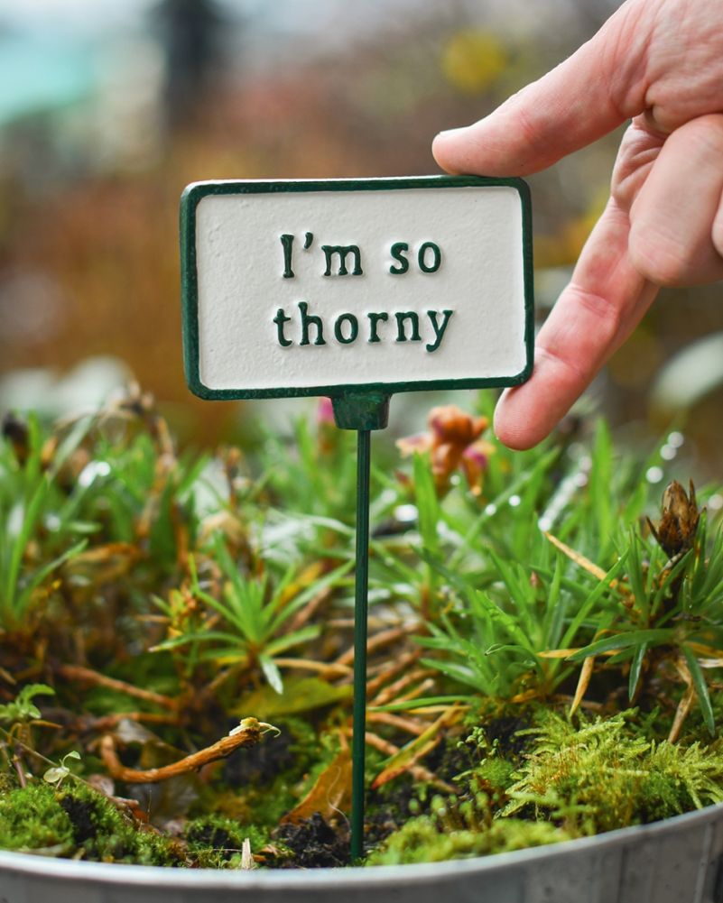 Cast Iron 'Thorny' Humorous Plant Pot Spike Scale