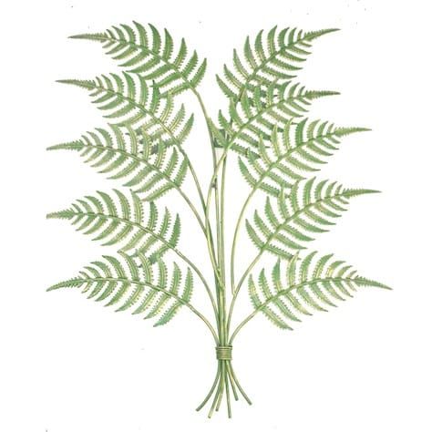 Fern Wall Art in Green