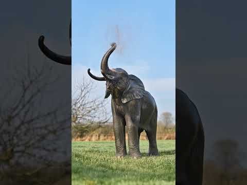 Cast Aluminium 'Ella' Elephant Water Feature Sculpture 