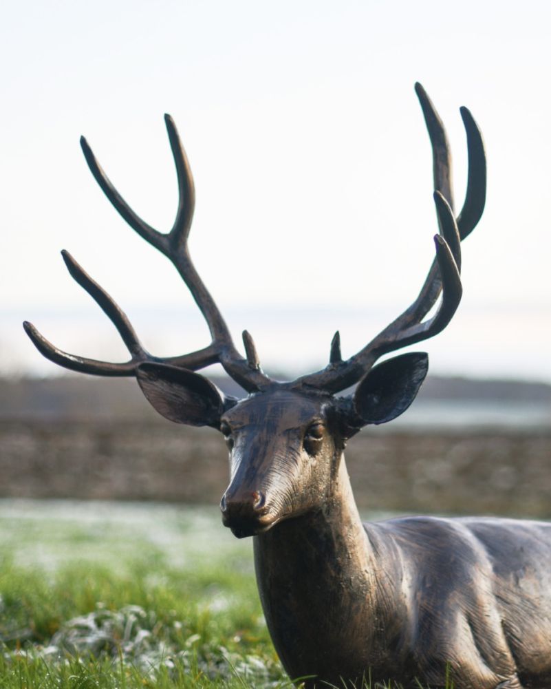 Close Up Of Lifesize Stag 