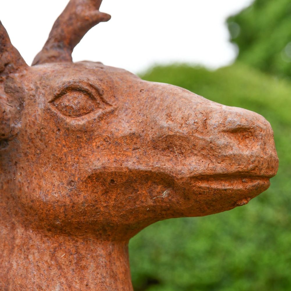 Close up of Stag Head 