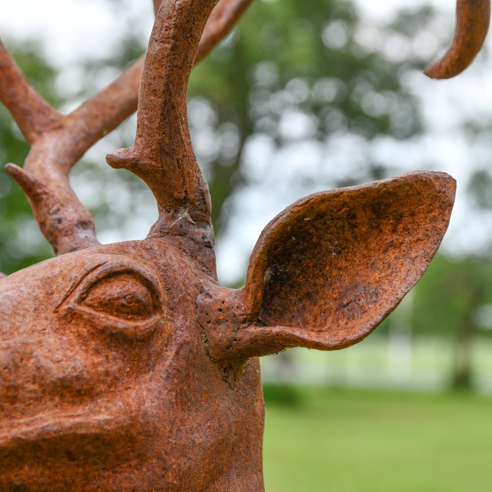 Close up of Stag on Rock Head with Ear 