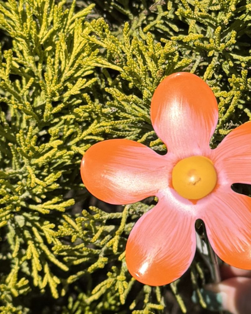 Orange Mini Steel Forget Me Not - Set Of Six Close Up
