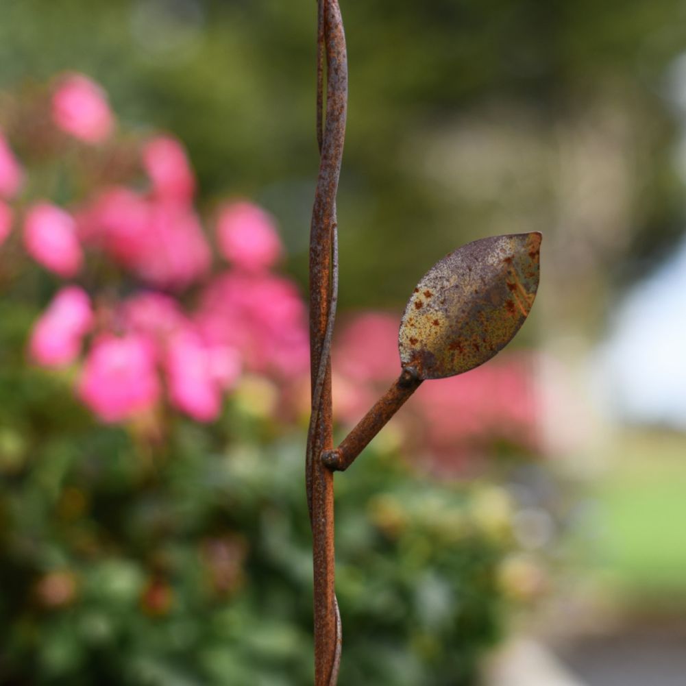 Close Up Of Rustic Hummingbird Ground Spike Leaf Detailing