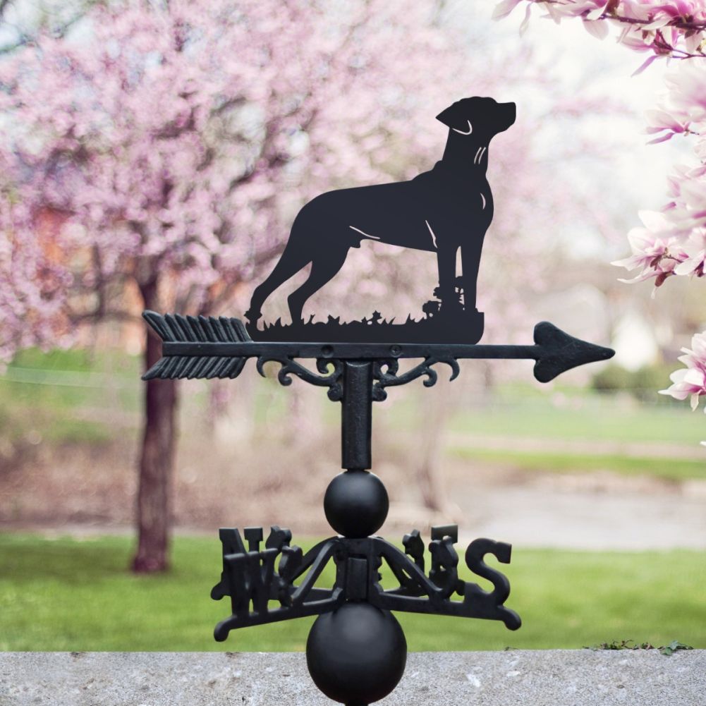Standing 'Rhodesian Ridgeback' Dog Weathervane in Situ
