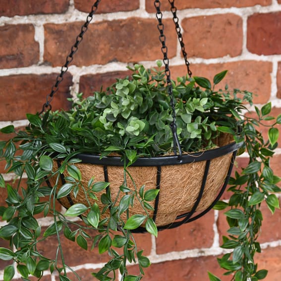 Hanging Baskets