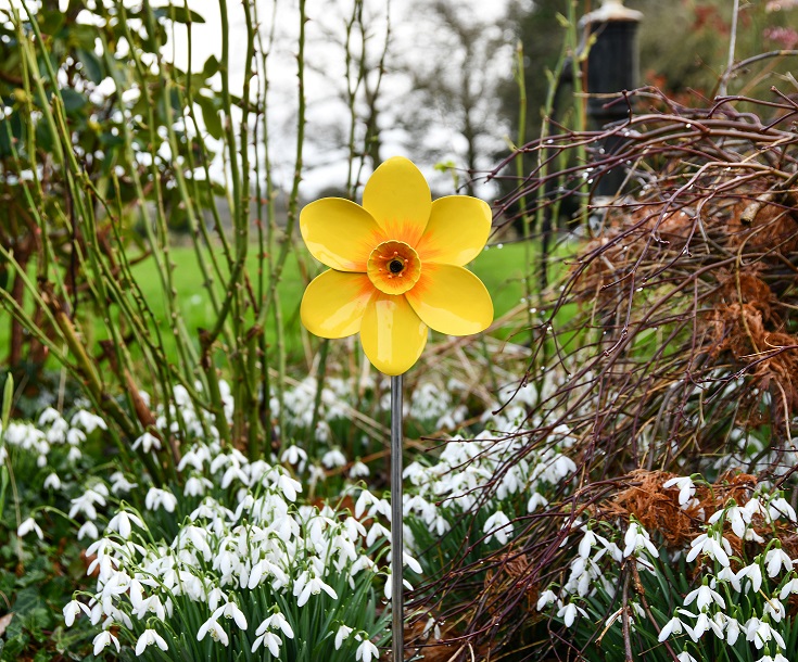 Marie Curie Daffodil
