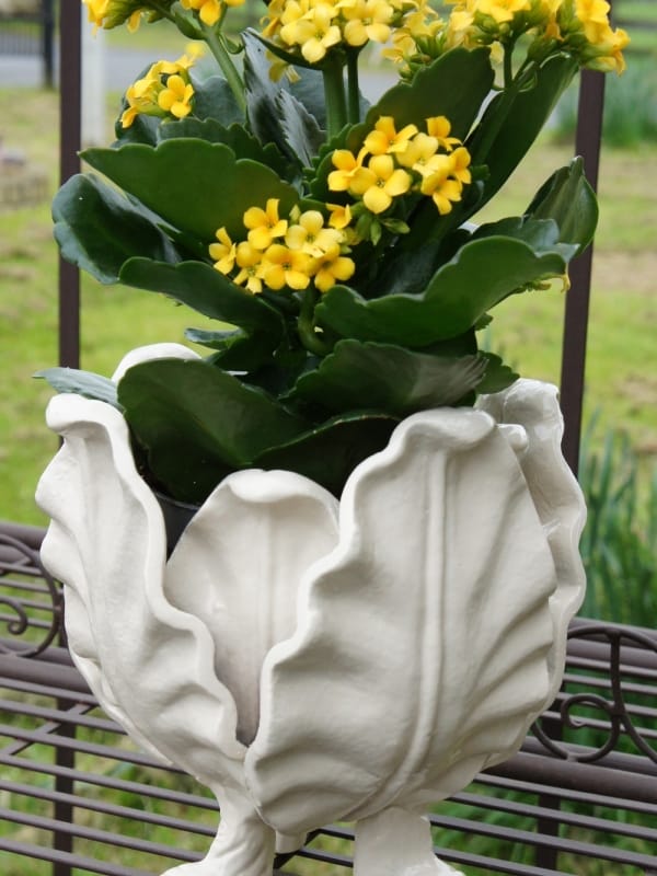Brassica Cabbage Ornate Planter - Cream