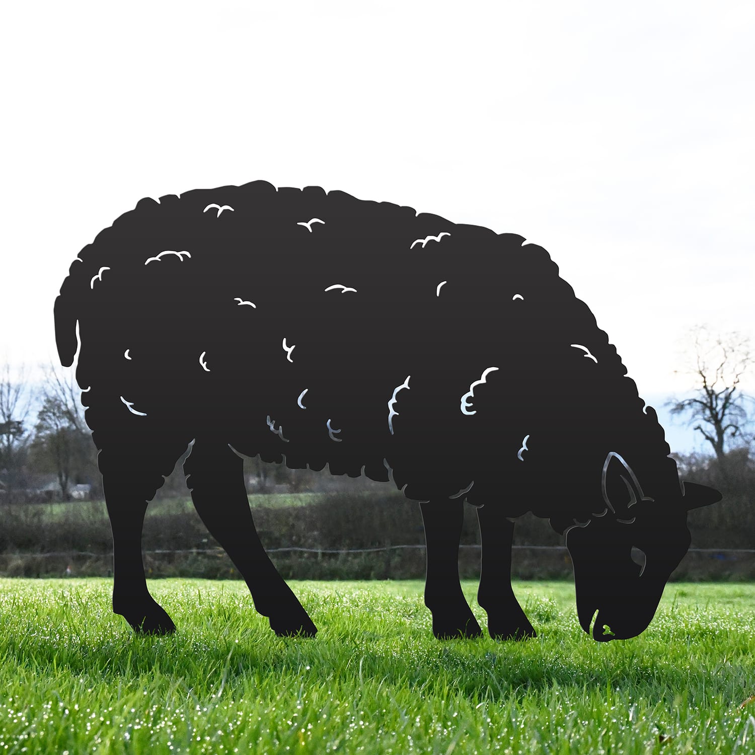 Black Ewe Sheep Feeding Silhouette