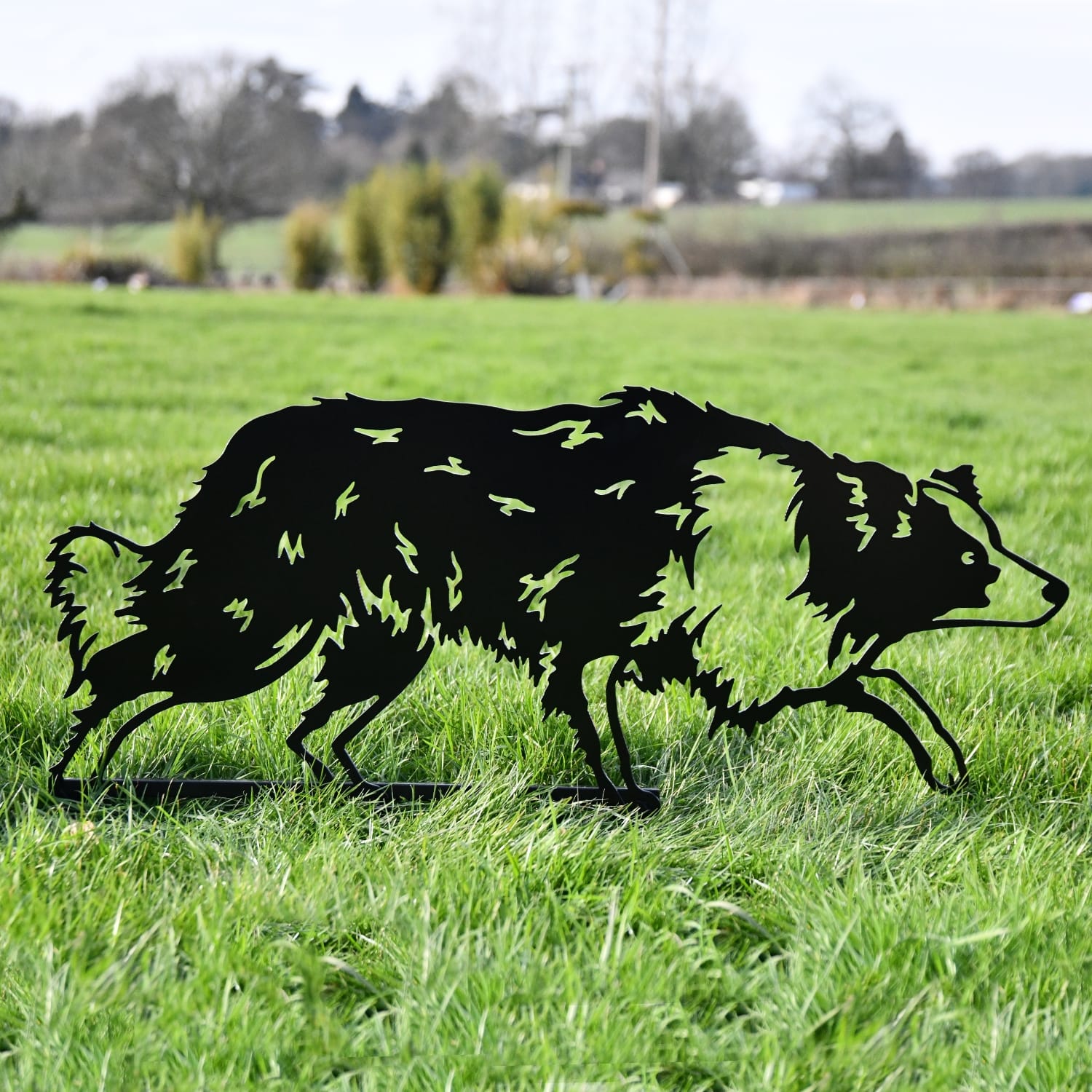 Steel Border Collie Silhouette In Black