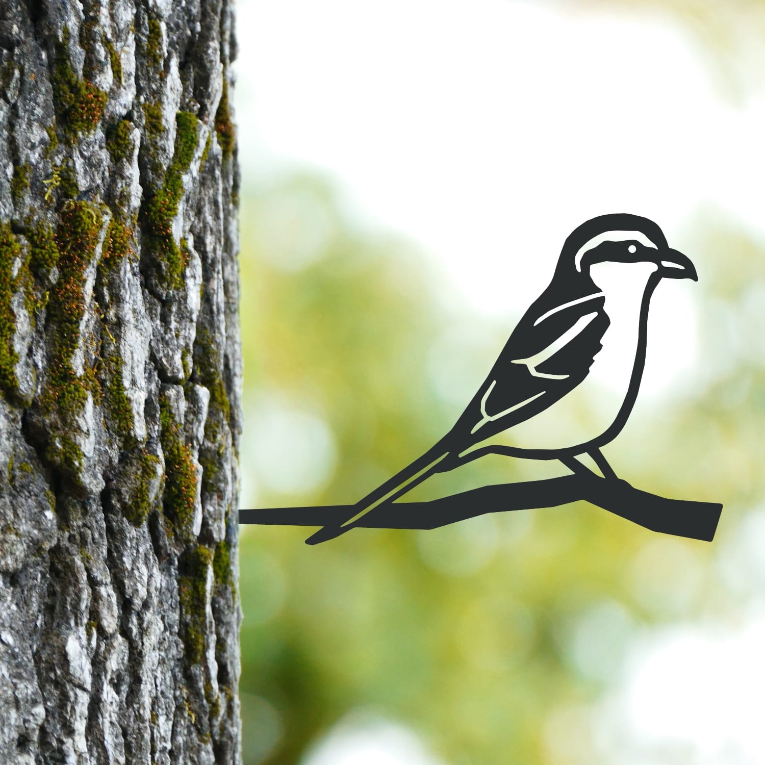 Great Grey Shrike Tree Spike