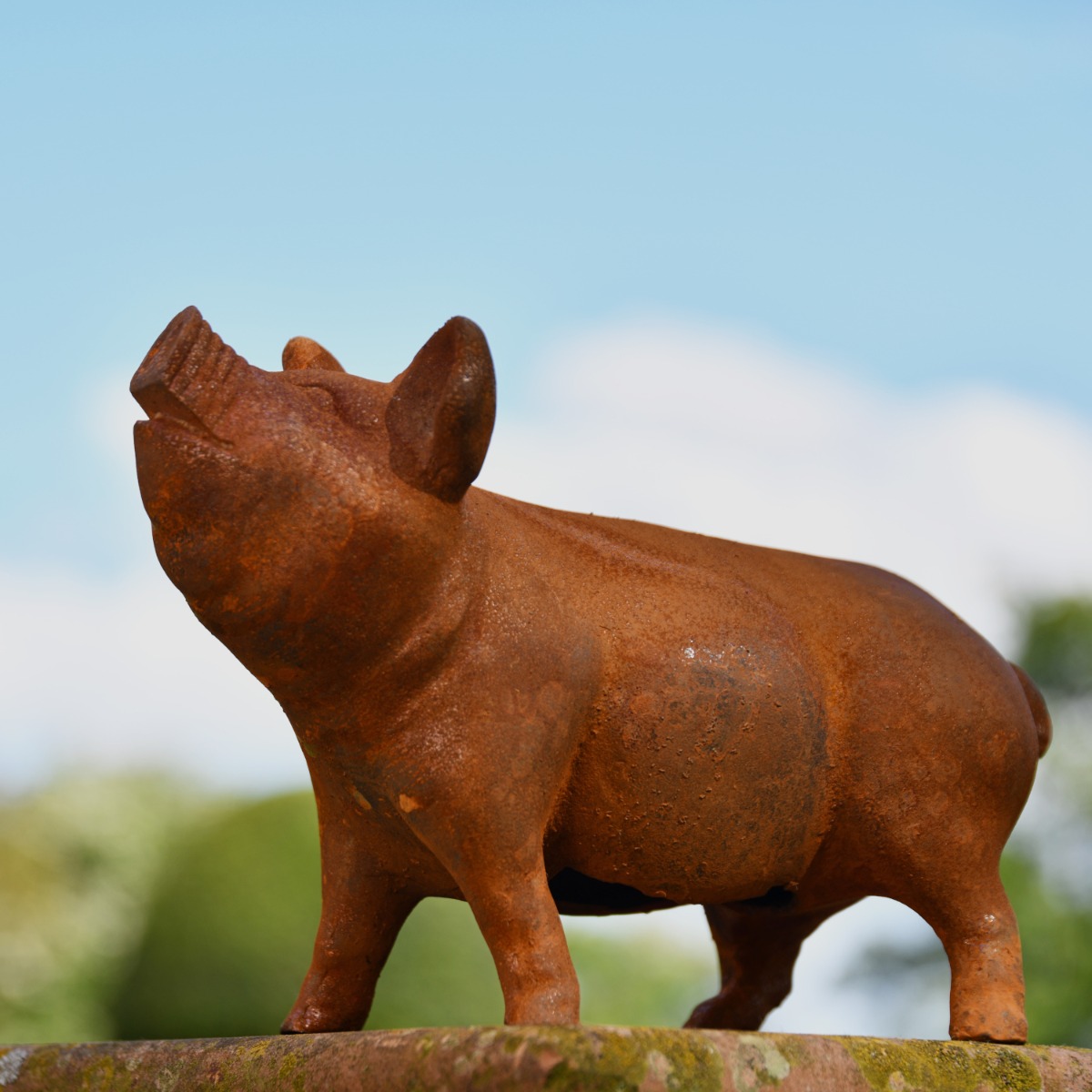 Pig Cast Iron Rustic Sculpture - Head Raised