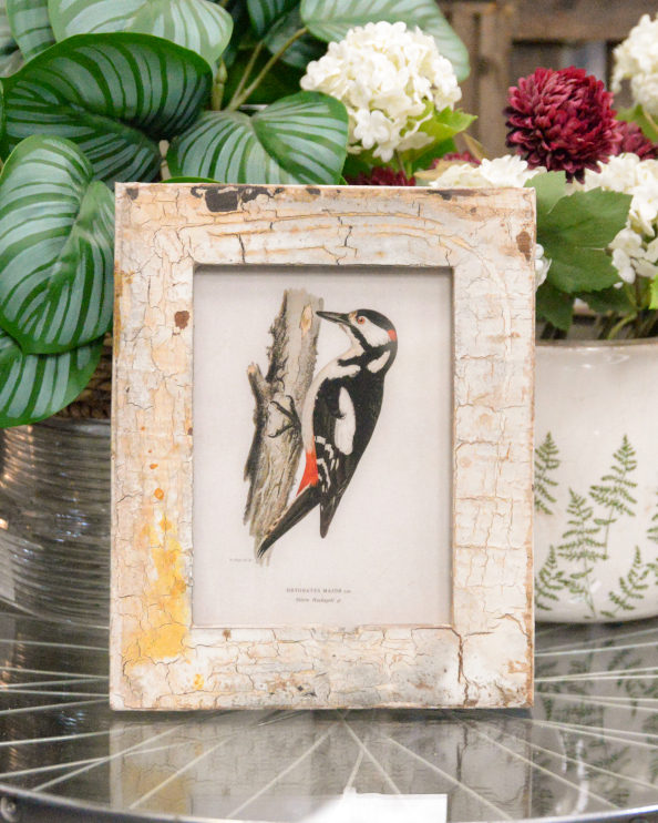 'The Great Spotted Woodpecker' Recyc…