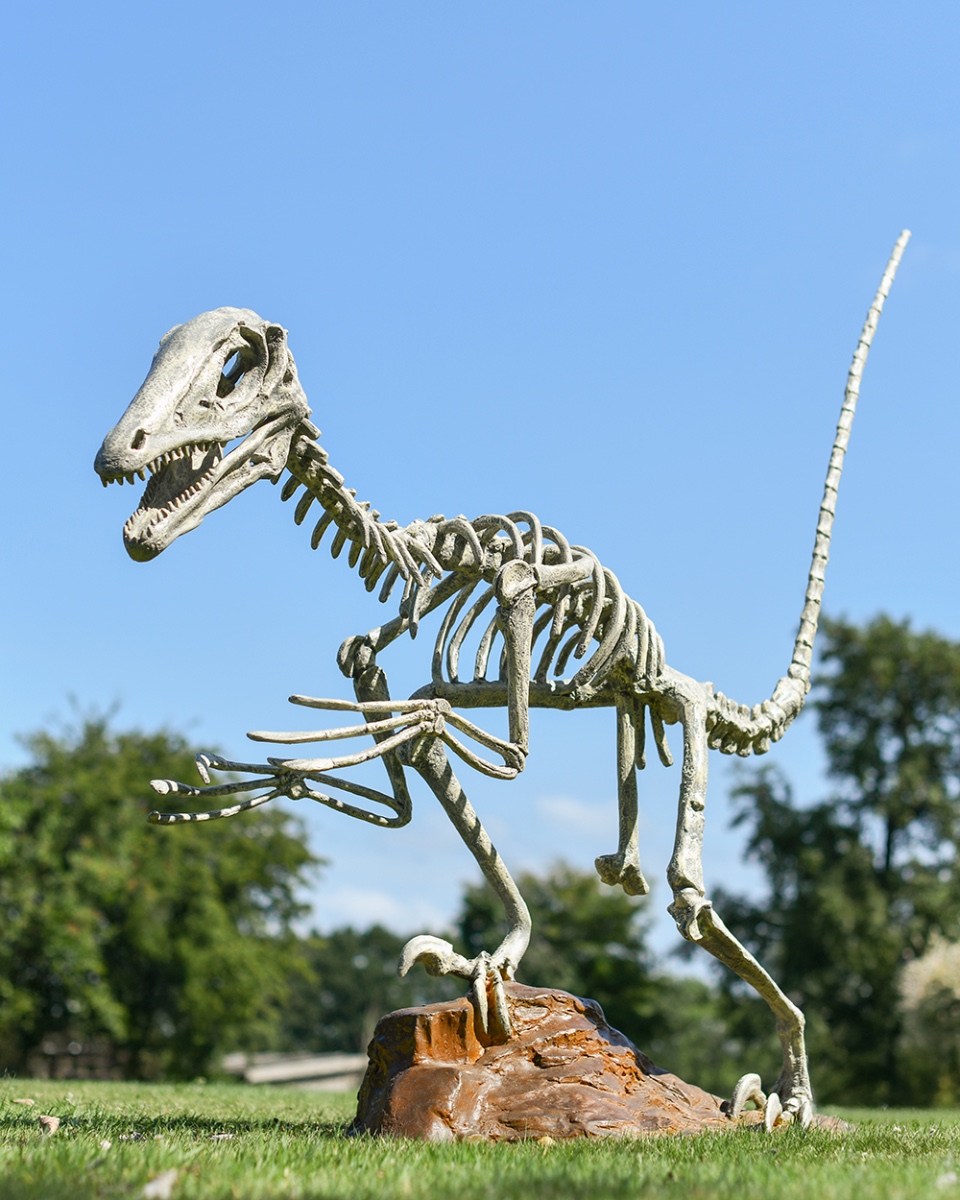Life Size Deinonychus Dinosaur Skeleton Sculpture