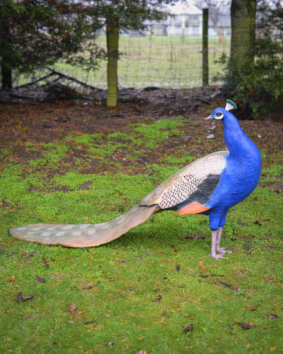 'Royal Iris' Fibreglass Peacock Garden Sculpture